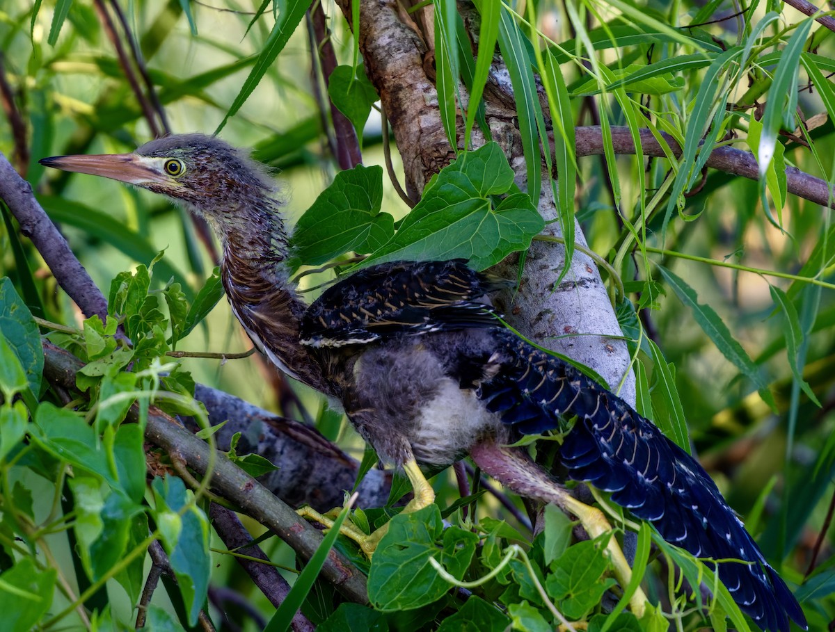 Green Heron - ML620765377