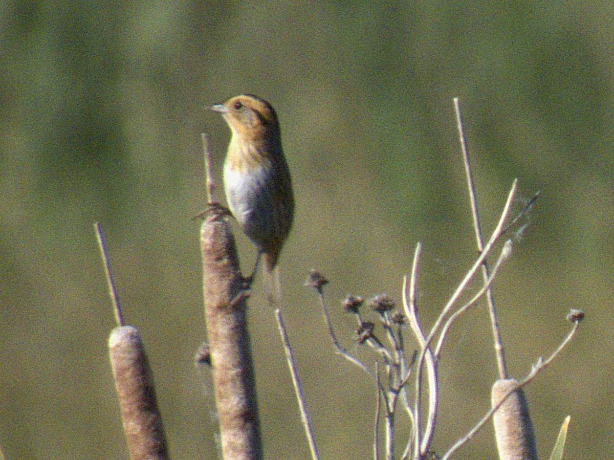 Nelson's Sparrow - ML620765378