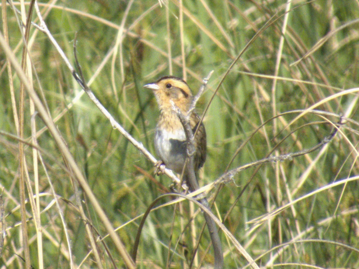 Nelson's Sparrow - ML620765379