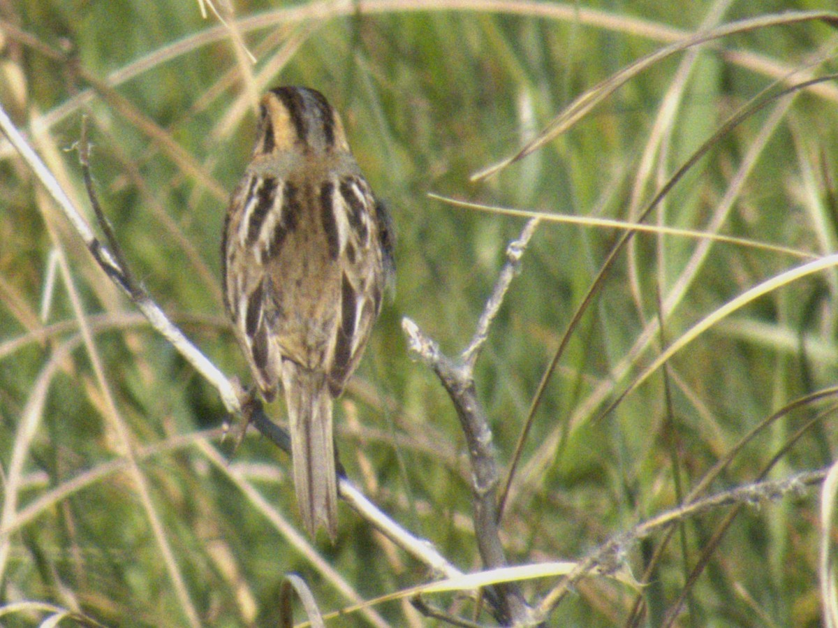 Nelson's Sparrow - ML620765381