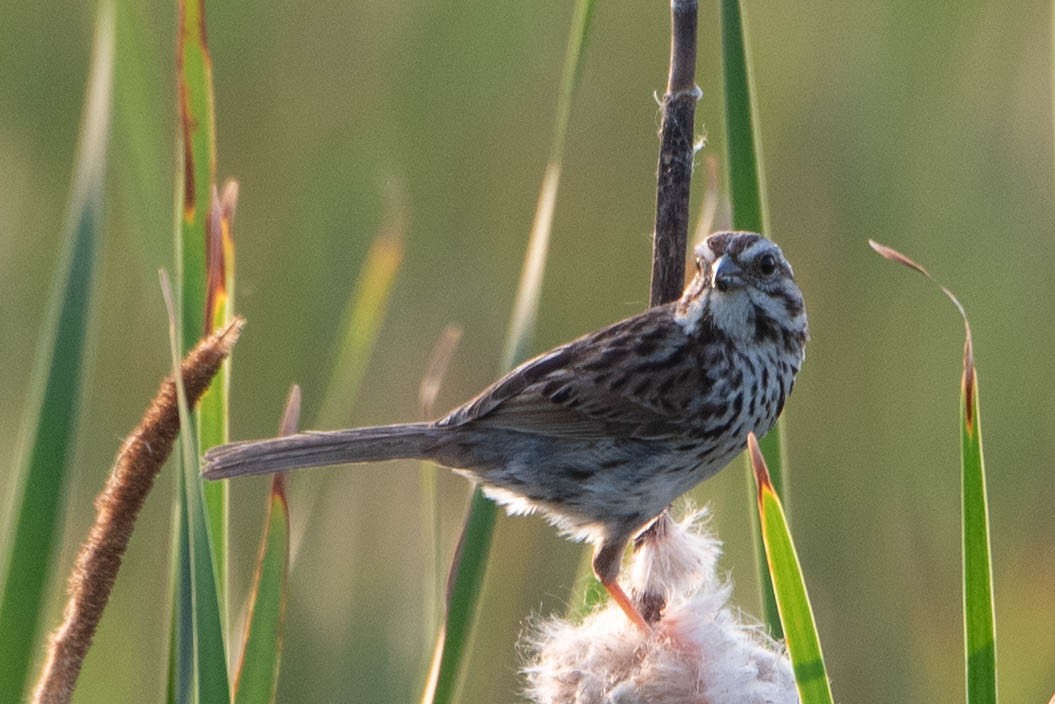 Song Sparrow - ML620765384