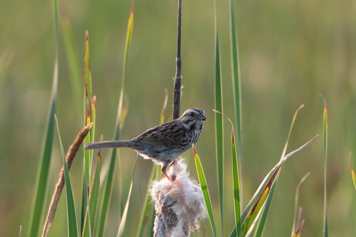 Song Sparrow - ML620765385