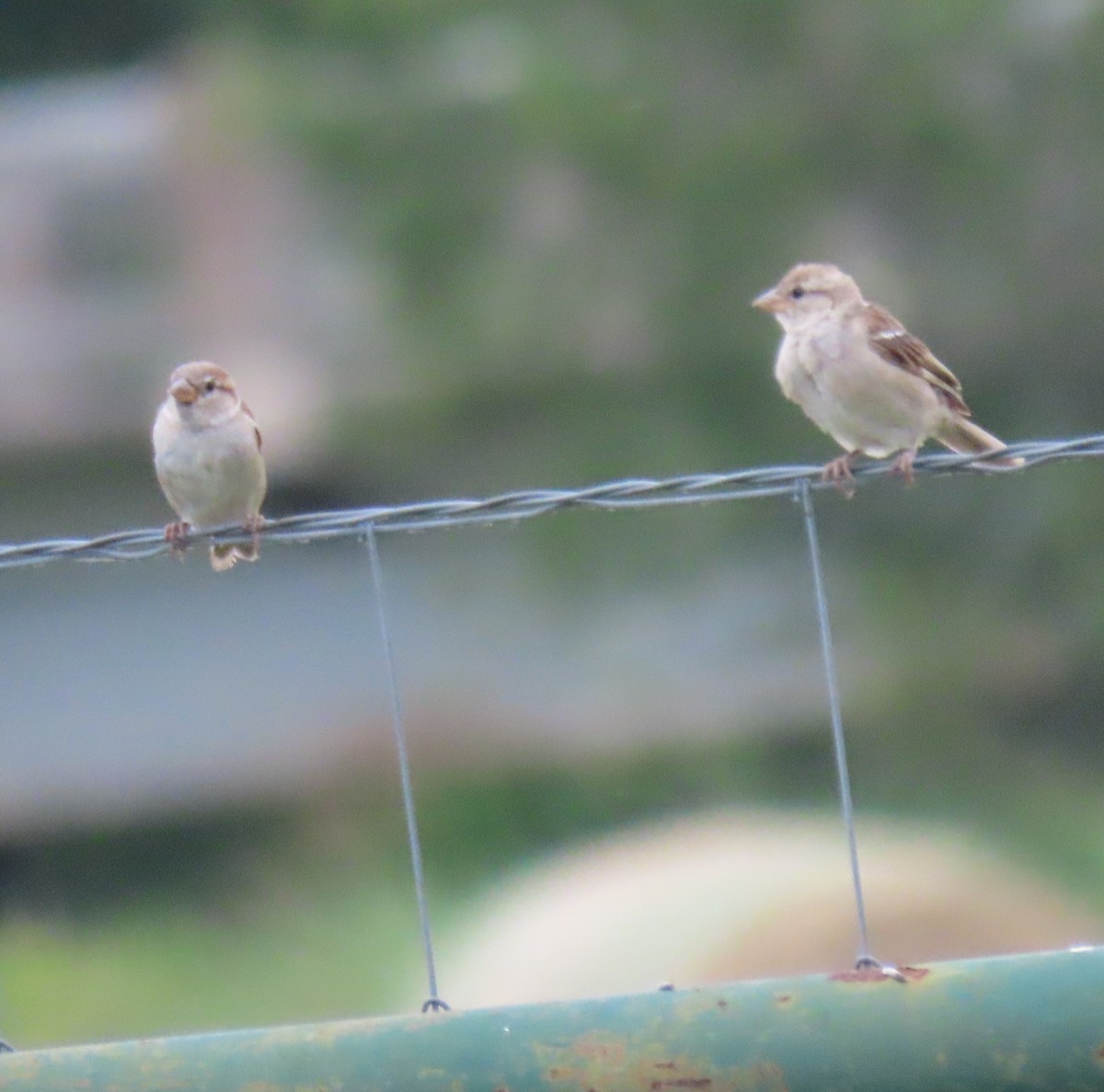 House Sparrow - ML620765386