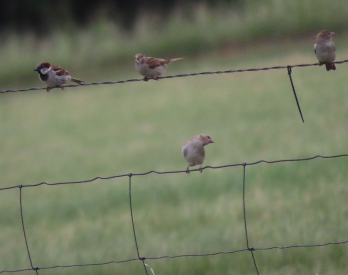 House Sparrow - ML620765387