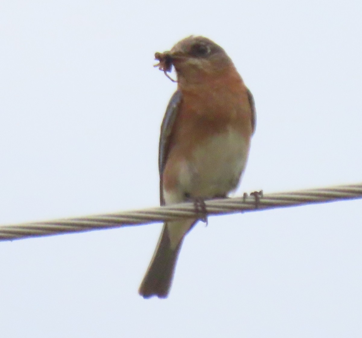 Eastern Bluebird - ML620765388