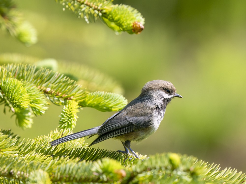 Mésange à tête brune - ML620765390