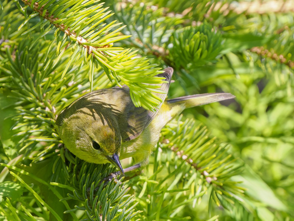 Orange-crowned Warbler - ML620765391