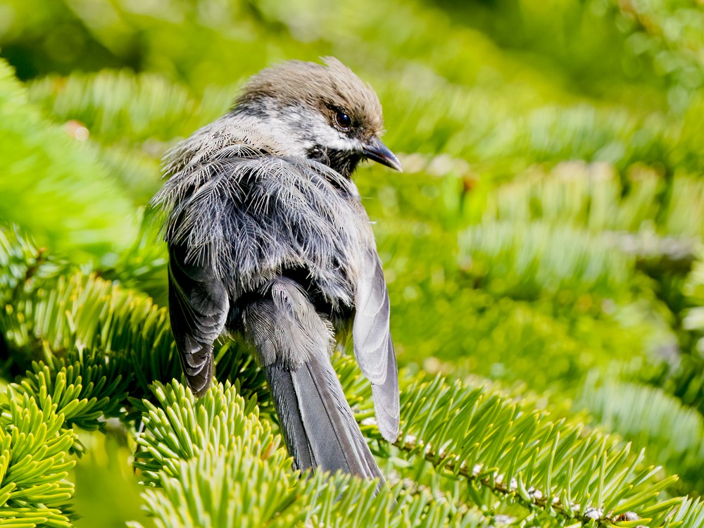 Boreal Chickadee - ML620765392