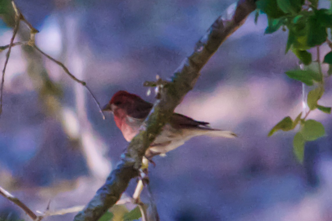 Purple Finch - ML620765395