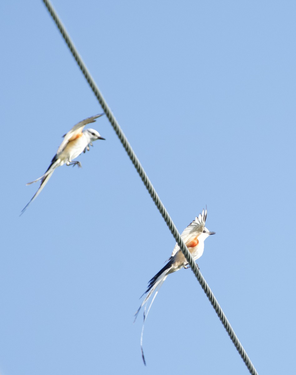 Scissor-tailed Flycatcher - ML620765396