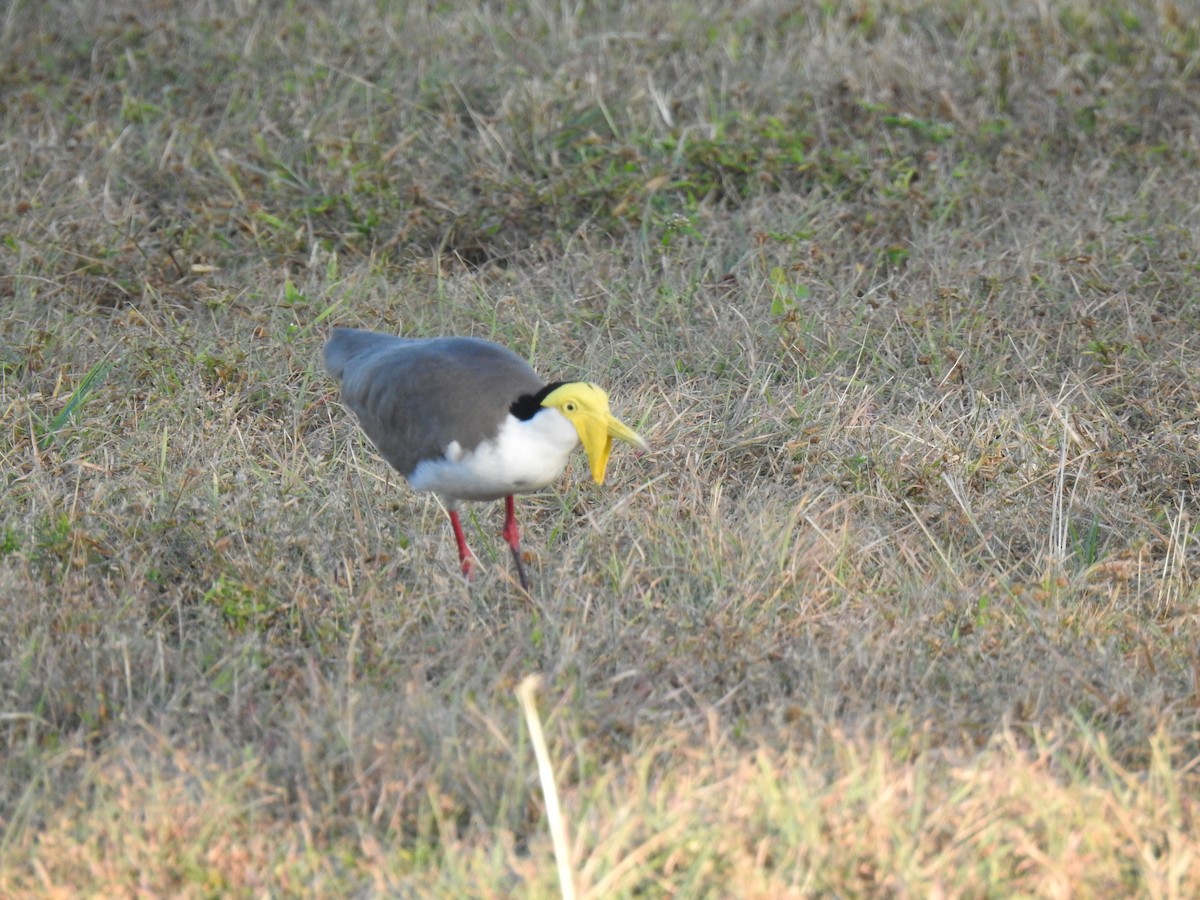 Masked Lapwing - ML620765397