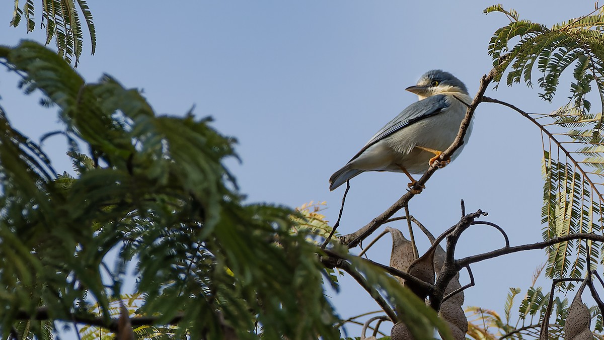 Hooded Tanager - ML620765398