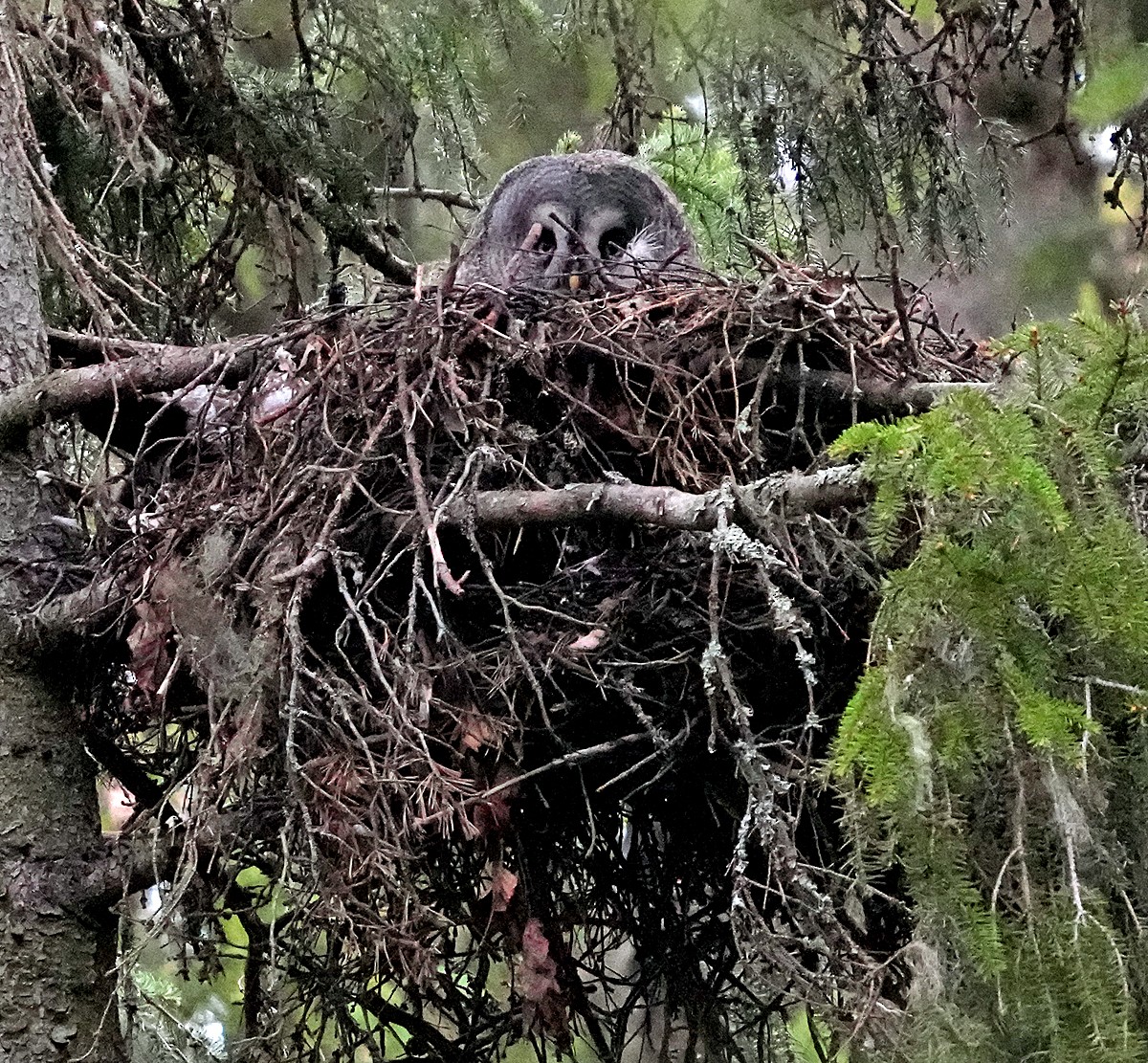 Great Gray Owl - Phil Davis