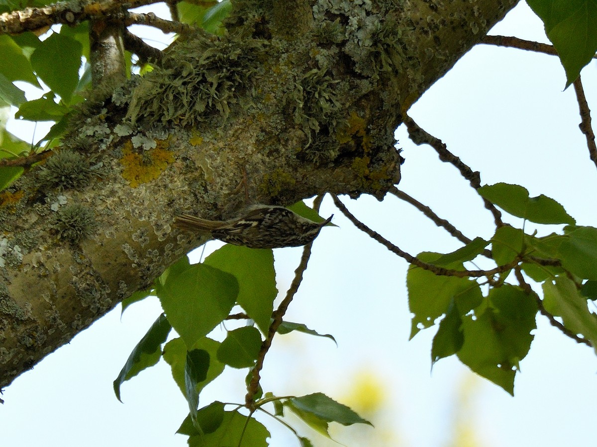 Short-toed Treecreeper - ML620765407