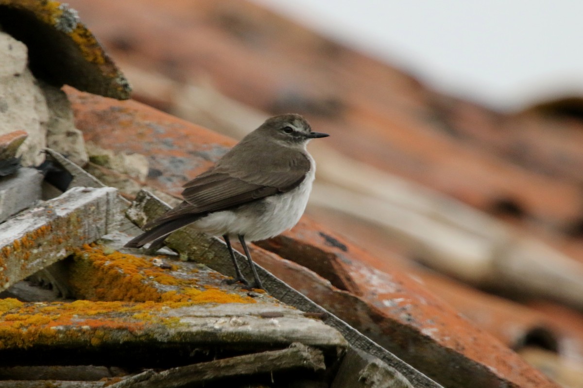 Chestnut-winged Cinclodes - ML620765418