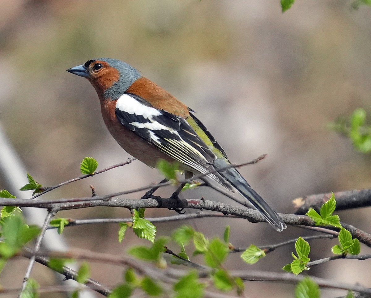 Common Chaffinch - ML620765423