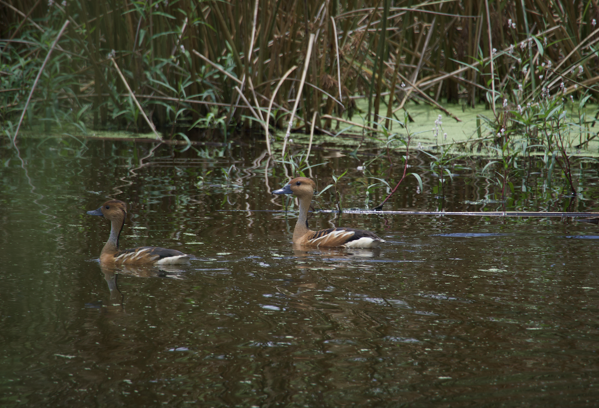 Dendrocygne fauve - ML620765432