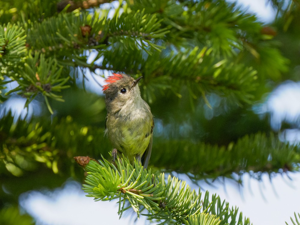 Ruby-crowned Kinglet - ML620765442