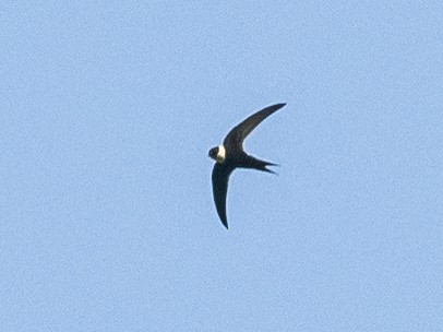 Lesser Swallow-tailed Swift - ML620765447