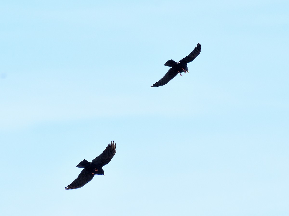 Yellow-billed Chough - ML620765449