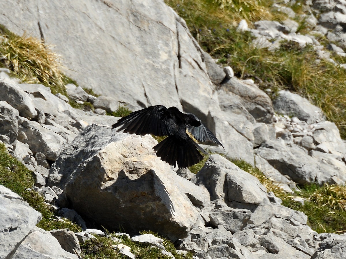 Yellow-billed Chough - ML620765451