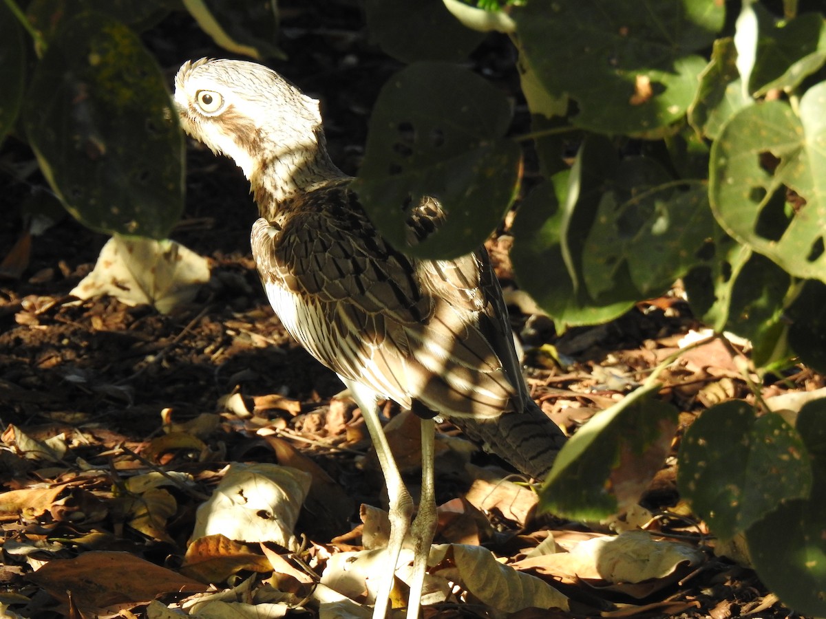 Bush Thick-knee - ML620765458