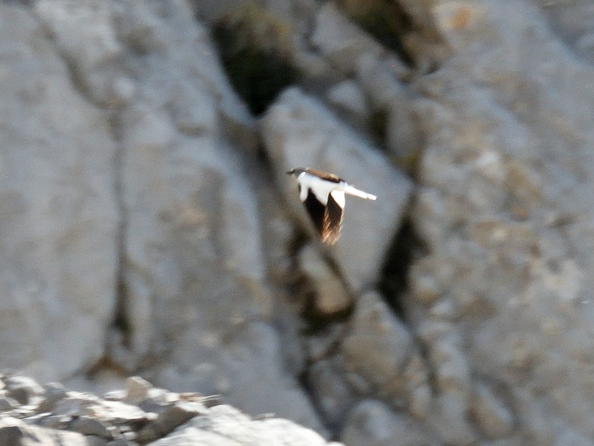 White-winged Snowfinch - ML620765459