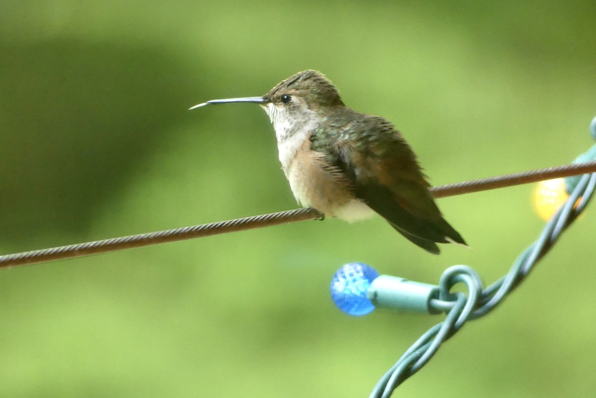 Rufous Hummingbird - Barbara Shepherd