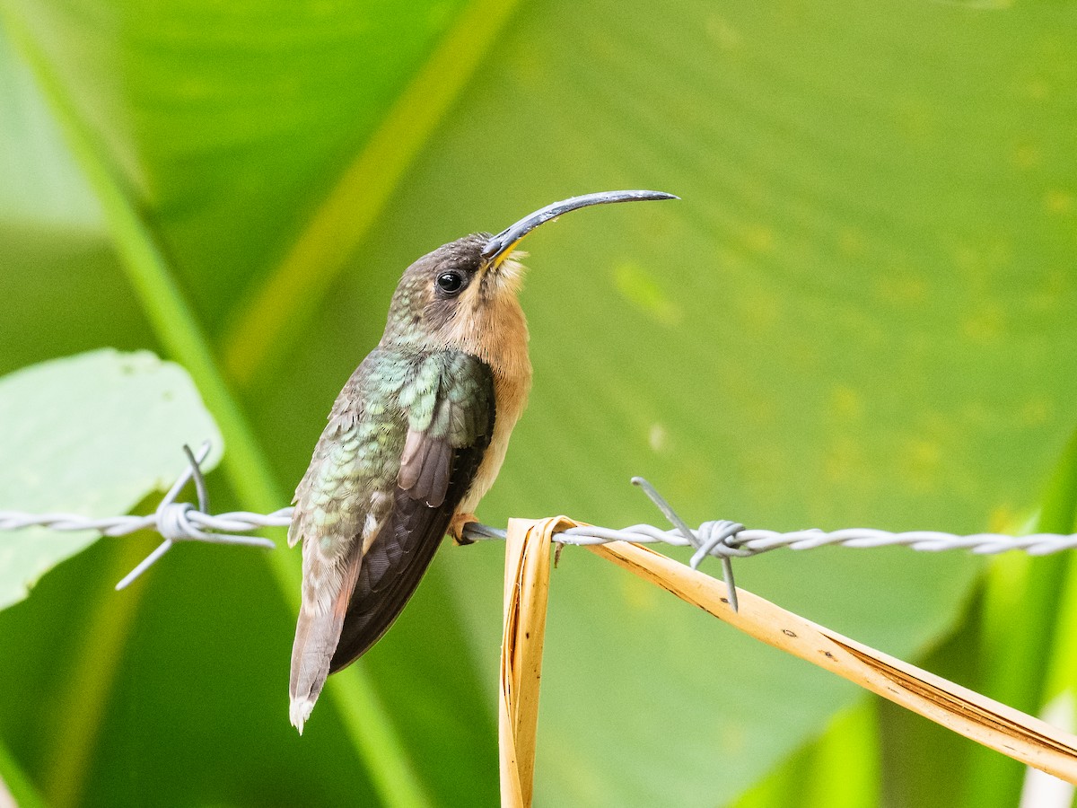 Rufous-breasted Hermit - ML620765464