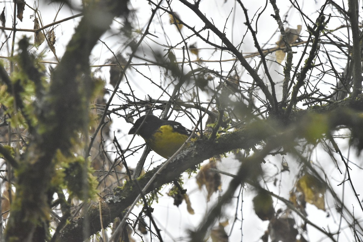 Black-backed Grosbeak - ML620765465