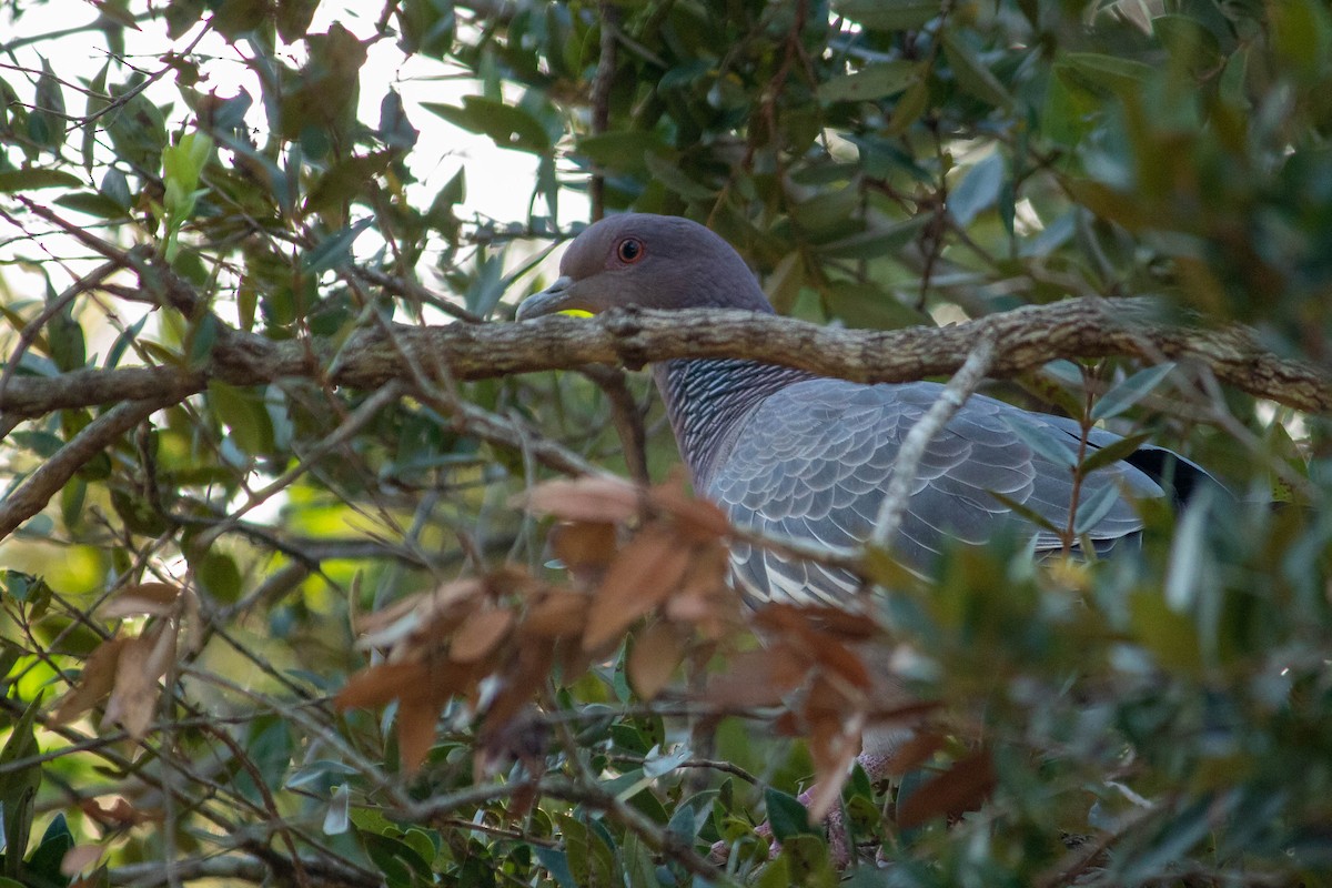 Picazuro Pigeon - Arthur Bruck