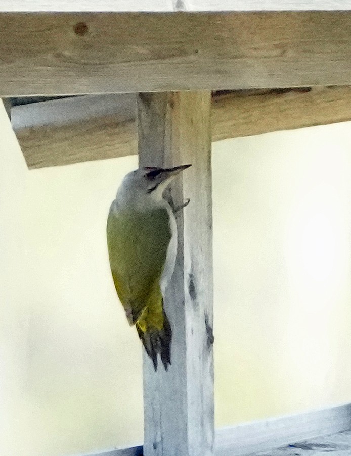 Gray-headed Woodpecker (Gray-headed) - ML620765474