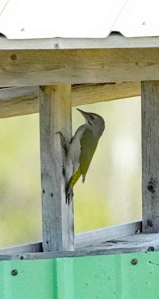 Gray-headed Woodpecker (Gray-headed) - ML620765475