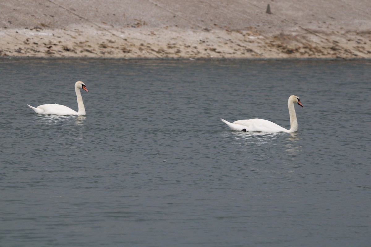 Mute Swan - ML620765477