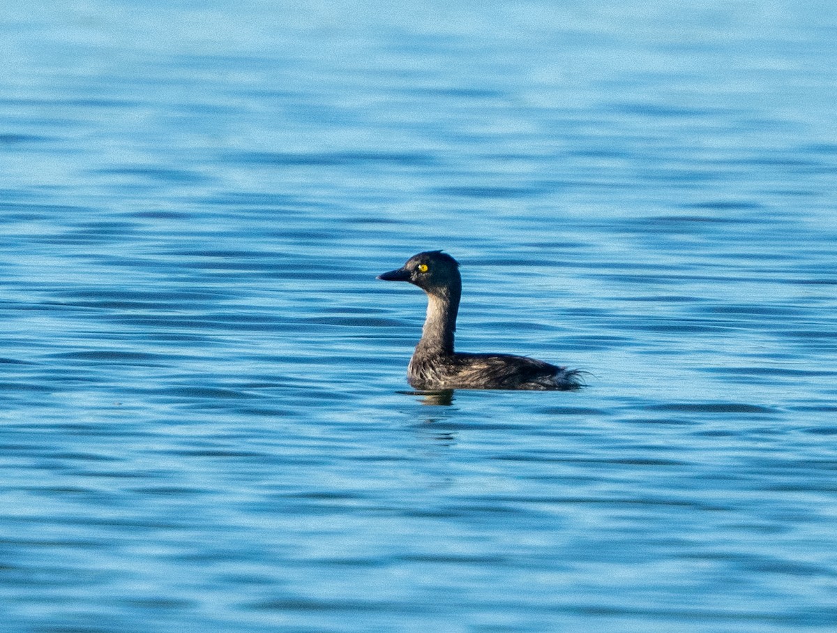 Least Grebe - ML620765483