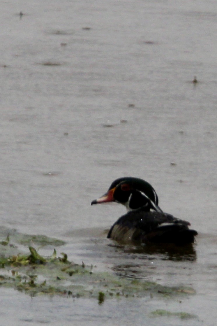 Wood Duck - Toni Van Wesep