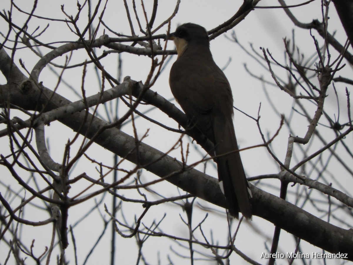 Mangrove Cuckoo - ML620765491