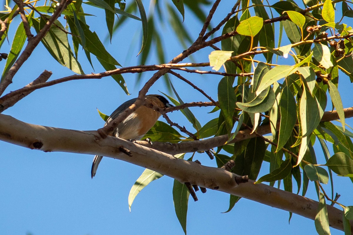 Cinnamon Tanager - ML620765499