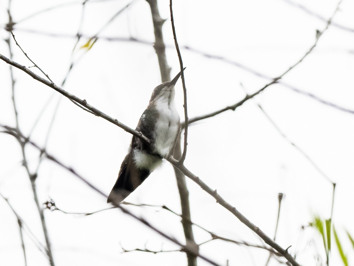 kolibřík bělobradý - ML620765502
