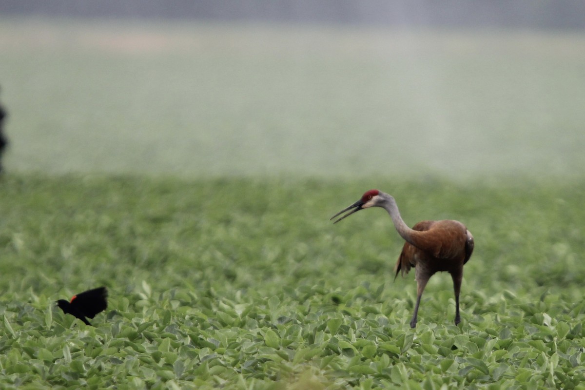 Sandhill Crane - ML620765505