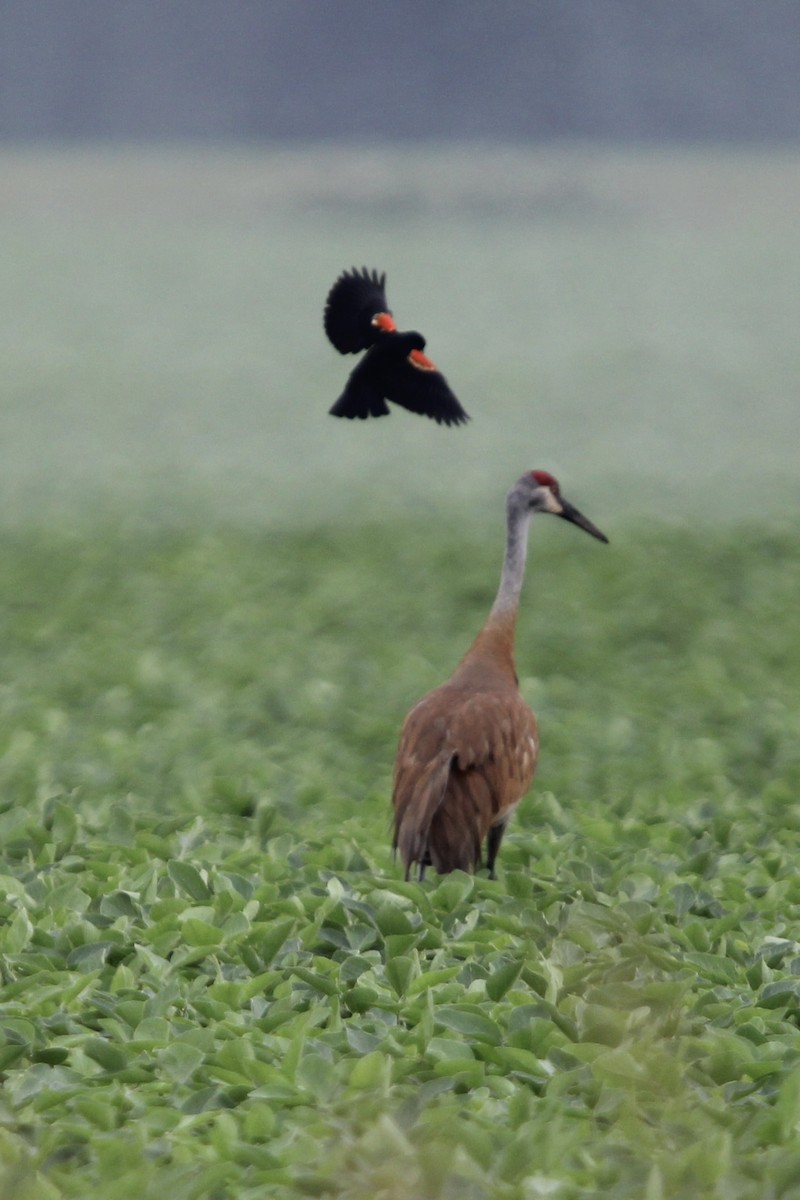 Sandhill Crane - ML620765506