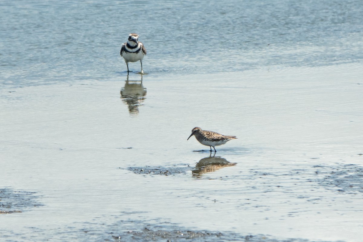 Calidris sp. (peep sp.) - ML620765509