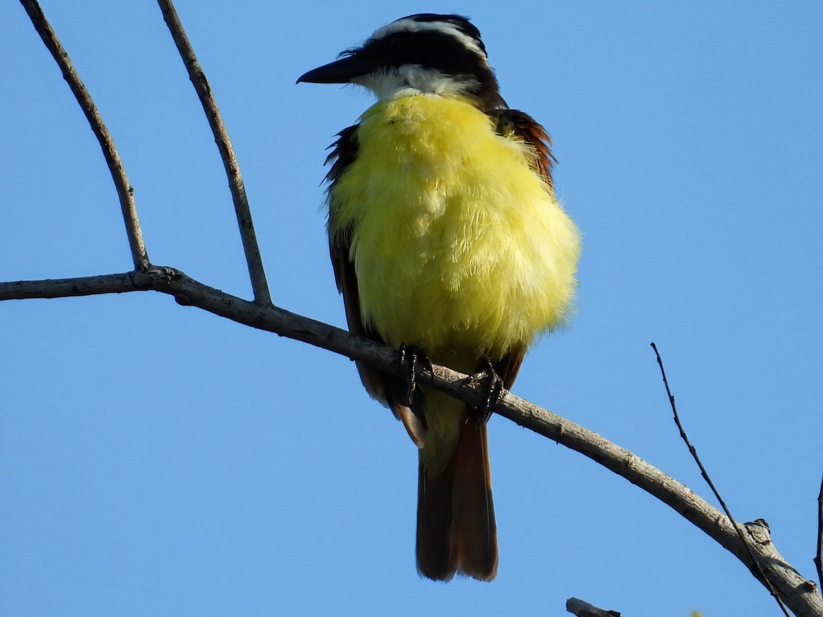 Great Kiskadee - ML620765513