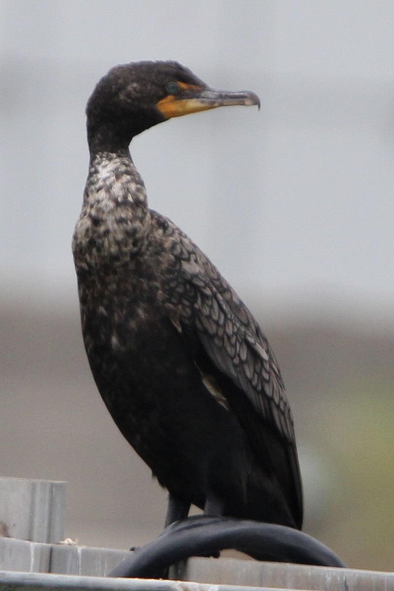 Cormoran à aigrettes - ML620765519