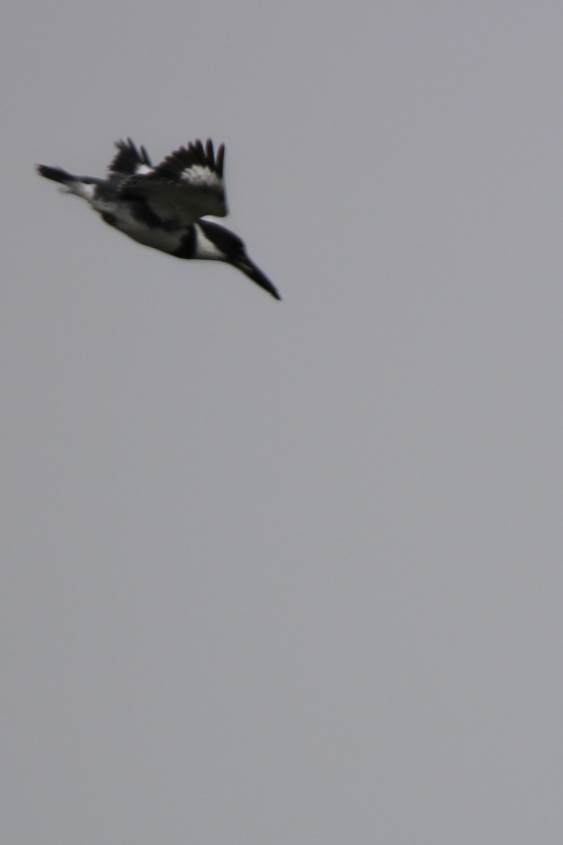 Belted Kingfisher - ML620765529