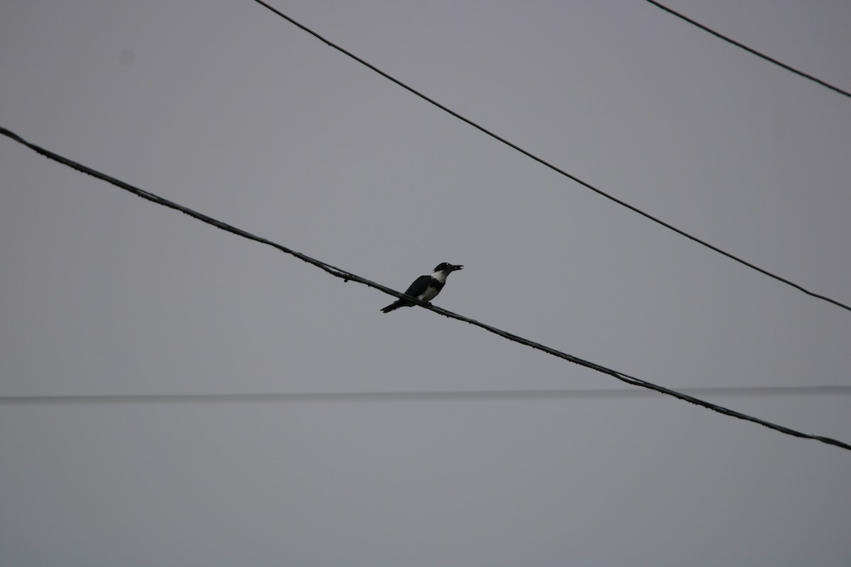 Belted Kingfisher - ML620765530