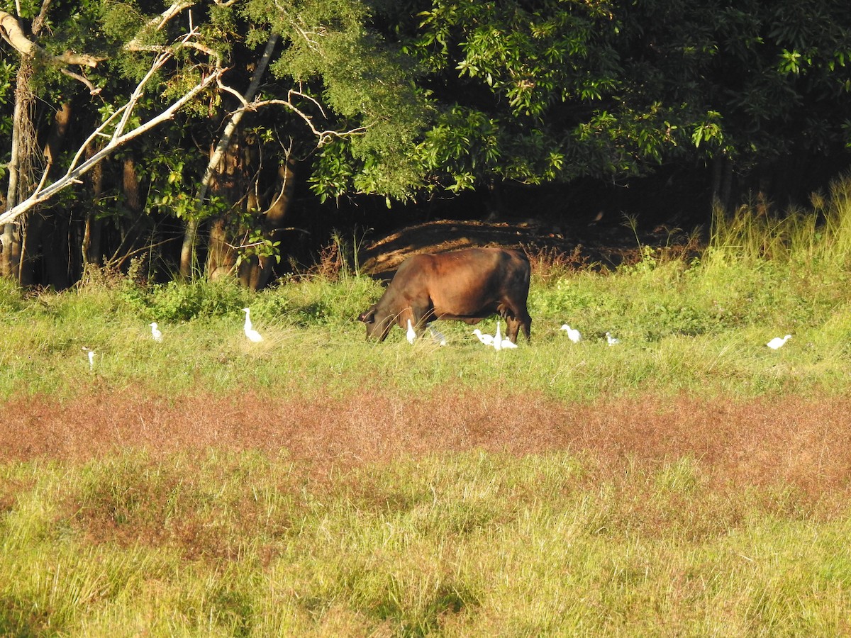 Eastern Cattle Egret - ML620765538