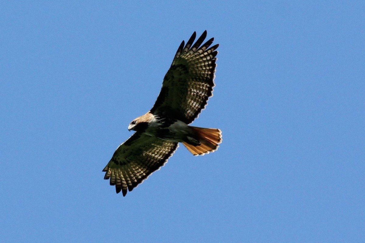 Red-tailed Hawk - ML620765540