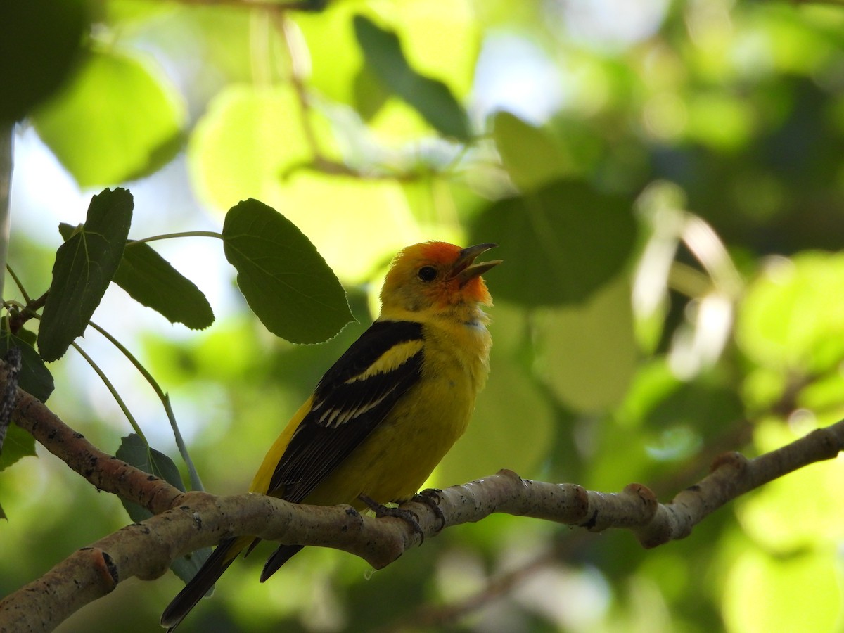 Western Tanager - ML620765541