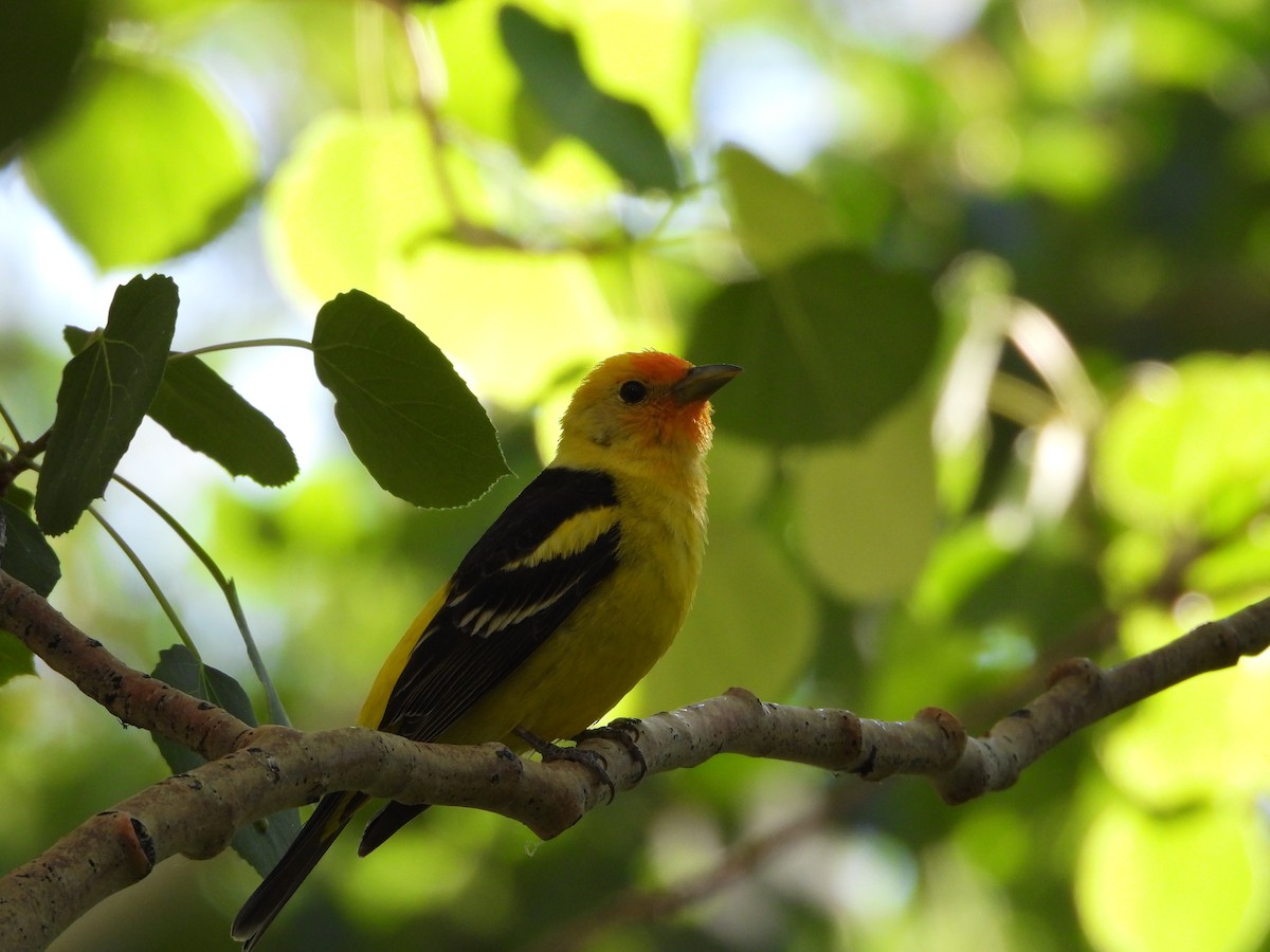 Western Tanager - ML620765542